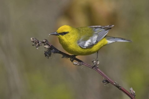Blue-winged Warbler (Vermivora cyanoptera), Ontario, Canada