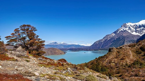 A large tree in a rocky landscape with a lake and mountains under a blue sky, The landscape of