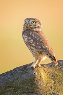 Little Owl (Athene noctua) perched on a rock, Hungary