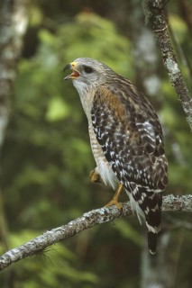 Red-shouldered Hawk (Buteo lineatus), Florida, USA