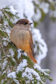 Siberian jay (Perisoreus infaustus, Corvus infaustus) perched in spruce tree in snow covered taiga