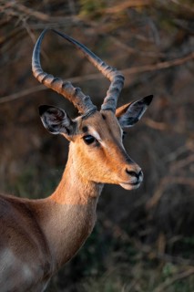 Impala (Aepyceros melampus), adult male, black heeler antelope, Kruger National Park, South Africa