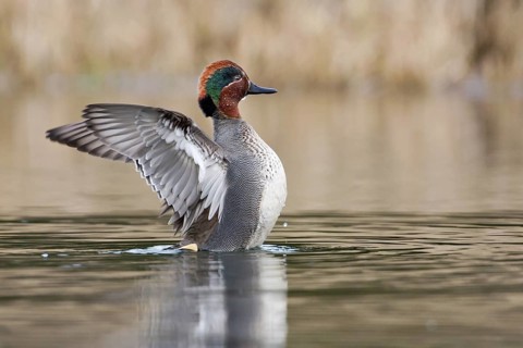 Eurasian Teal (Anas crecca) male, Bavaria, Germany