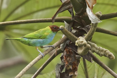 Bay-headed Tanager (Tangara gyrola), Costa Rica