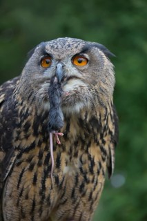 Portrait of an Eurasian Eagle Owl, Bubo bubo. Swallowing a dark grey mouse. Green vegetation in the