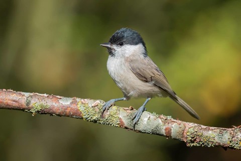 Marsh Tit (Poecile palustris) perched on a branch, Lower Saxony, Germany