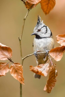 European Crested Tit (Lophophanes cristatus) perched on a twig, Poland