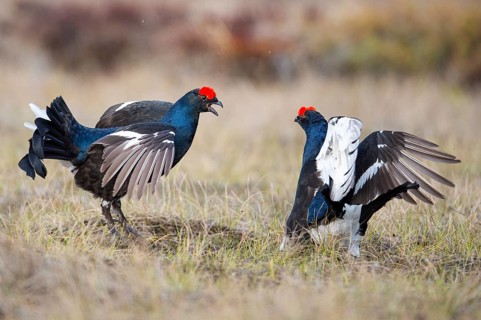 Black grouse (Lyrurus tetrix), black grouse courtship in Sweden, Fågelsjö, Gävleborgs län, Sweden
