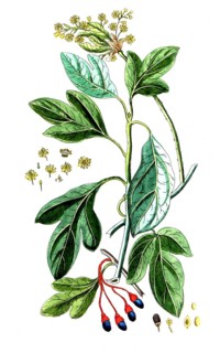 Laurus sassafras, Sassafras albidum, sassafras tree, digital reproduction of a historical model,