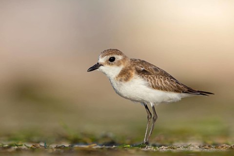 Animals, Birds, Little Ringed Plover, Mongolian Plover, (Charadrius mongolus), Barr Al Hikman,