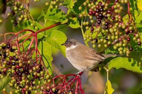 Warbler, (Sylvia curruca), animals, birds, warbler family, sits, tree, elderberries, biotope,