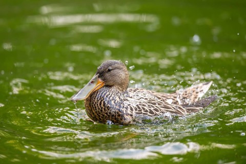 Northern shoveler (Spatula clypeata) female cleaning its feathers while swimming in lake in summer,