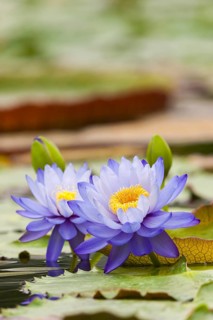 Purple water lilies with yellow centre, floating in the water between green leaves, giant water