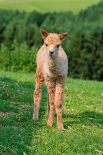 A newly born white alpaca (Vicugna pacos) stands in a green meadow on a sunny day. A green forest