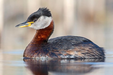 Red-necked Grebe (Podiceps grisegena) male, Saxony-Anhalt, Germany