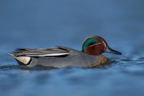 Eurasian Teal (Anas crecca) male, Schleswig-Holstein, Germany