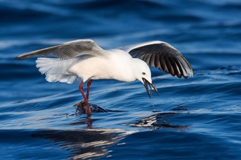 Slender-billed Gull (Chroicocephalus genei) flying, Eilat, Israel
