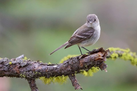 Gray Flycatcher (Empidonax wrightii) perched on a branch in central Washington State, USA