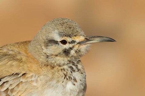 Greater Hoopoe Lark - Wüstenläuferlerche - Alaemon alaudipes ssp. alaudipes, Morocco
