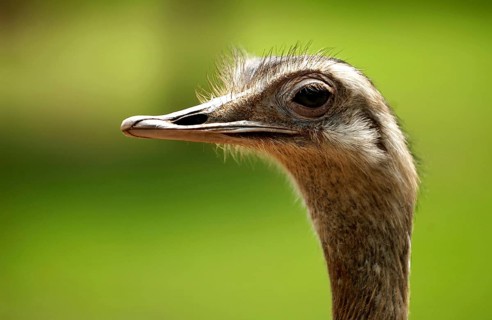 Nandu, Pampastrauss (Rhea americana), head, animal portrait, Vogelpark Schotten, Vogelsberg, Hesse,