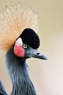 Black crowned crane or Black-necked crane (Balearica pavonina), portrait, captive, occurring in