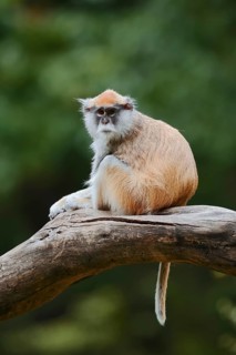 Western hussar monkey (Erythrocebus patas patas), captive, occurring in Africa
