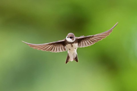 Sand martin (Riparia riparia), in flight, Reussegg nature reserve, Canton Aargau, Switzerland