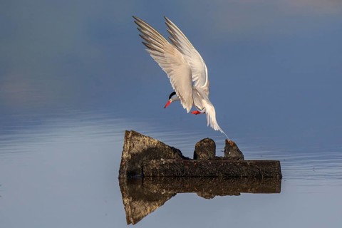 Common Tern (Sterna hirundo) flying, Greece