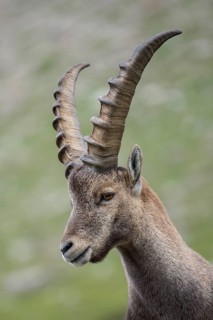 Alpine Ibex (Capra ibex) male portrait, High Tauern, Carinthia, Austria