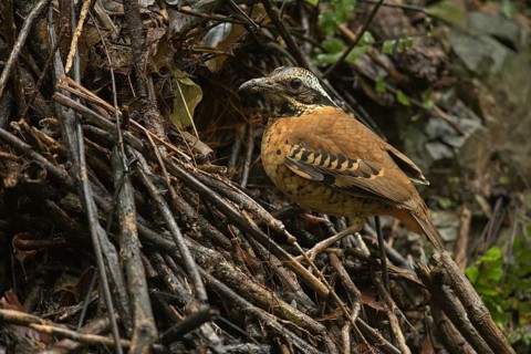 Eared Pitta (Hydrornis phayrei) male, Kaeng Krachan, Thailand