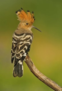 Eurasian Hoopoe (Upupa epops) perched on a branch, Aosta Valley, Italy