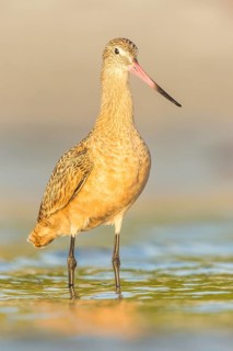 Marbled Godwit (Limosa fedoa) foraging, Florida, USA