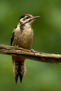 Great Spotted Woodpecker (Dendrocopos major) juvenile, Utrecht, Netherlands
