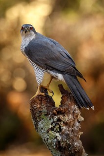 Northern Goshawk (Accipiter gentilis), adult male, Castile and Leon, Spain