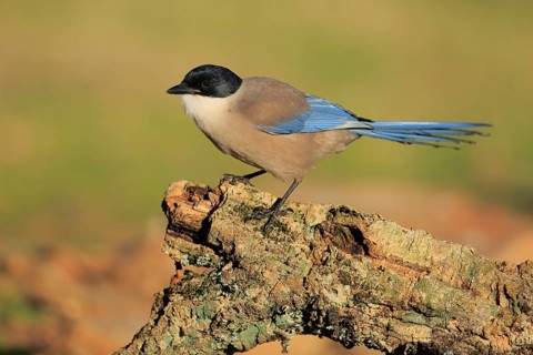 Iberian Magpie (Cyanopica cooki), Andalusia, Spain