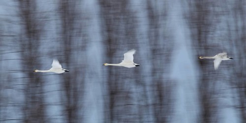 Whooper Swan (Cygnus cygnus) group flying, Mecklenburg-Western Pomerania, Germany