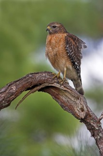 Red-shouldered Hawk (Buteo lineatus), Florida, USA