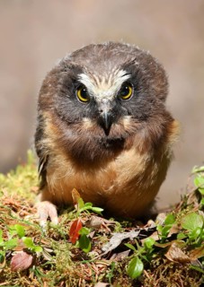 Northern Saw-whet Owl (Aegolius acadicus) juvenile perched on a mossy log, Saskatchewan, Canada