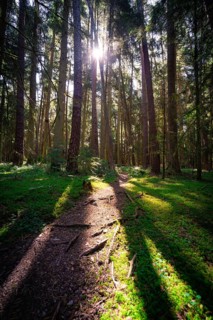 Rays of sunlight penetrate the treetops and cast shadows on a forest path, Unterhaugstett, Black