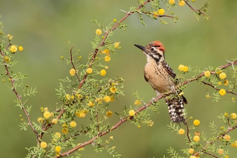 Ladder-backed Woodpecker (Dryobates scalaris) male perched on flowering branch, Arizona, USA