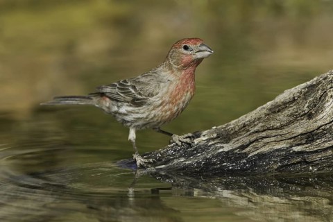 House Finch (Haemorhous mexicanus) male, Arizona, USA