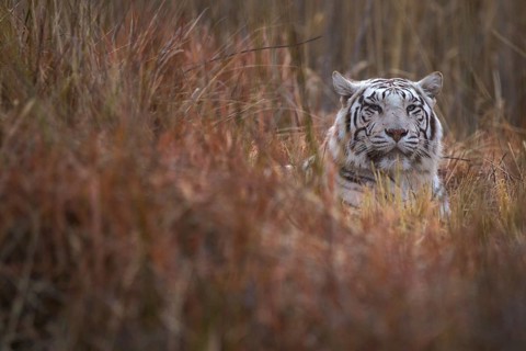 Bengal Tiger (Panthera tigris) white morph adult portrait, captive, Philippolis, South Africa