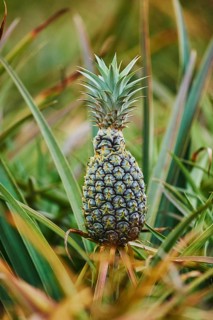 Pineapple (Ananas comosus) on a plantation, Hawaiian Island Oahu, O?ahu, Hawaii, Aloha State,