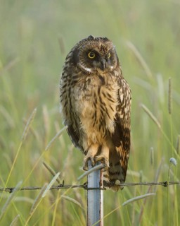 Short-eared Owl (Asio flammeus) standing on fence post