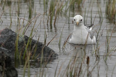Mew Gull (Larus canus), Dalarna, Sweden