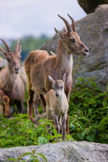 Two adult female ibex (Capra ibex) and one baby stand on rocks