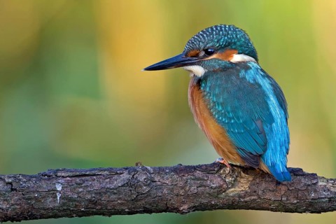 Common Kingfisher (Alcedo atthis) juvenile, Saxony-Anhalt, Germany