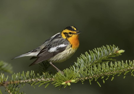 Blackburnian Warbler (Setophaga fusca) singing, Michigan, USA