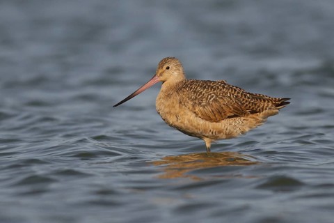 Marbled Godwit (Limosa fedoa), California, USA