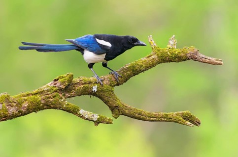 Black-billed Magpie (Pica hudsonia), Alberta, Canada